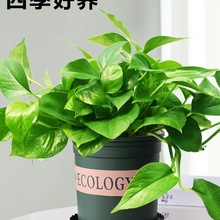 绿萝盆栽植物室内垂藤绿植办公室桌面四季好养小盆栽净化空气绿植