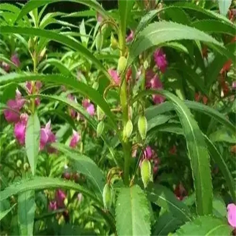 Impatient Seeds, Impatiens Seeds, Henna Seeds, Green Plant Flower Seeds, Potted Flower Mixed Color Seeds, Free Shipping