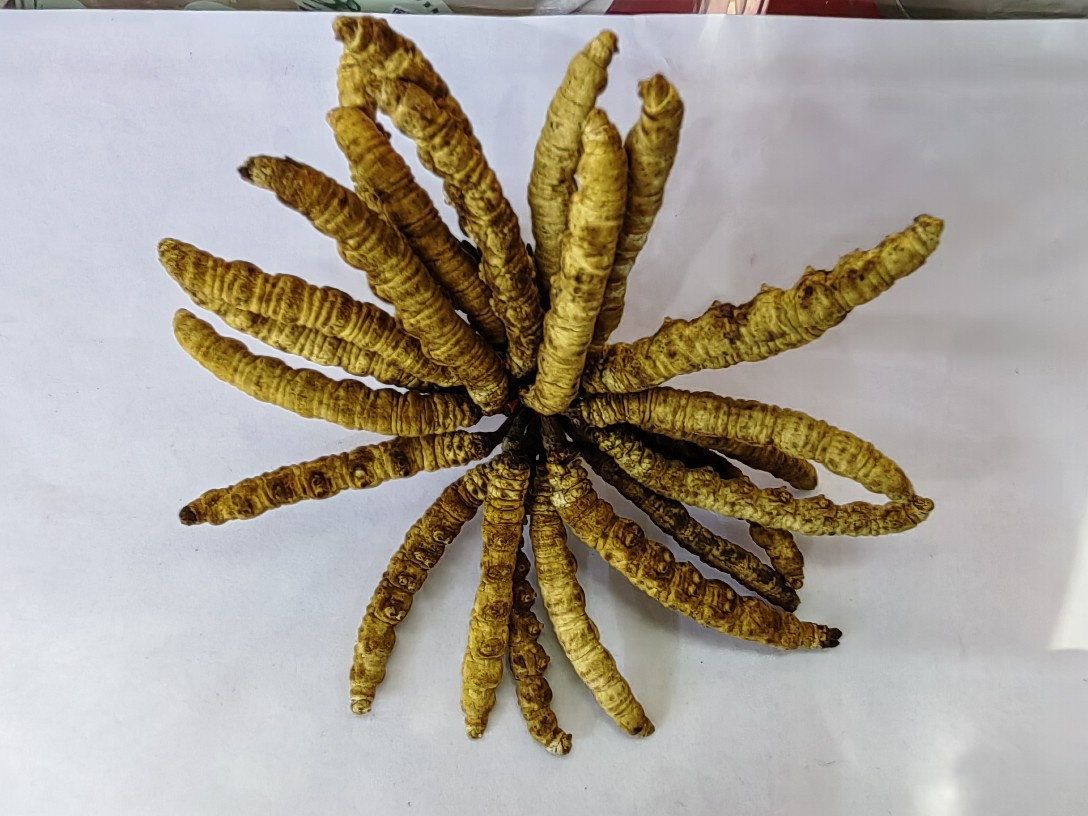 Dong Chong Xia Cao (Cordyceps sinensis) — Freeze-Dried Tibetan Cordyceps, 1g Portion key features
