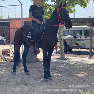 Ӗ�õĂ����T���R�r��  �Rƥ��B�l�� ��Ѫ�R�R�x�Bֳ��