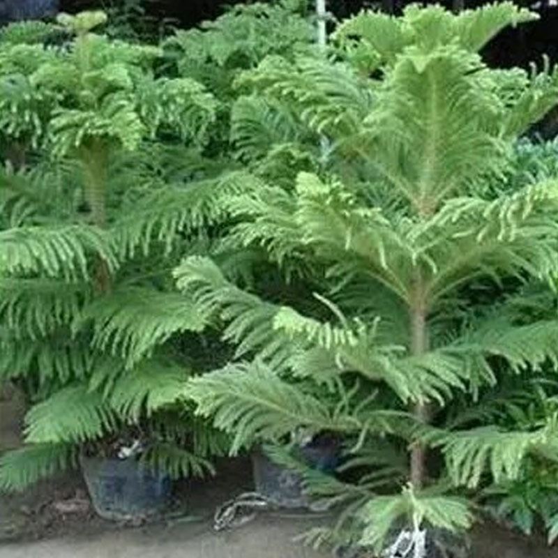 Plantas de pinos de abeto austríaco flores bonsai sala de estar patio balcón flores verdes maceta perenne árbol de Navidad