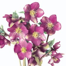 �ÿ� ����������ϻ��خa�ذ��]�Fժ�r���r�б������