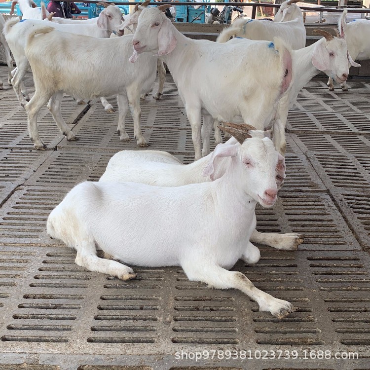 O1CN01RqOZyg1C5meDLduuG_!!2006