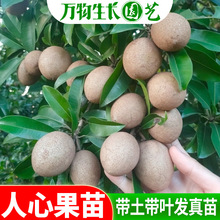 人心果苗树苗 珍贵树苗盆栽南方人参果苗人心果树苗带果发货