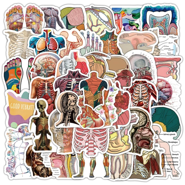 Anatomy-53pcs