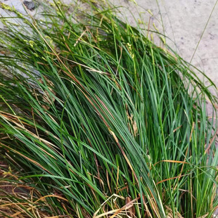 Base Wholesale Green Moss Grass Evergreen Moss Grass Seedlings Ornamental Green Moss Grass Seedlings Gardening Plants Park Lawn