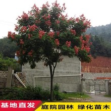 СSɽ豱@ֹ̾GľеͥԺL^p