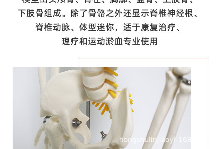9 85cm悬挂版骨骼模型.jpg