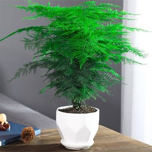 ��������ֲ���҃��k����ˮ��͏d����С�Gֲ���ܴ�ȫ�辰�ļ�����