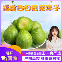 【严选】福建古田油奈李 一件代发3/5斤青皮黄肉酸甜应季新鲜水果