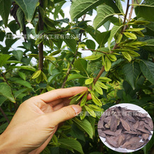 ���ٷN�Ӷ��٘�N�Ӷ��٘��ѷN�Ӱlѿ�ʸ߶���Ƥ������ș�߳�ѿ��