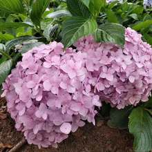 云南绣球花苗四季开花耐寒耐热庭院盆栽花卉无尽夏八仙花小苗批发