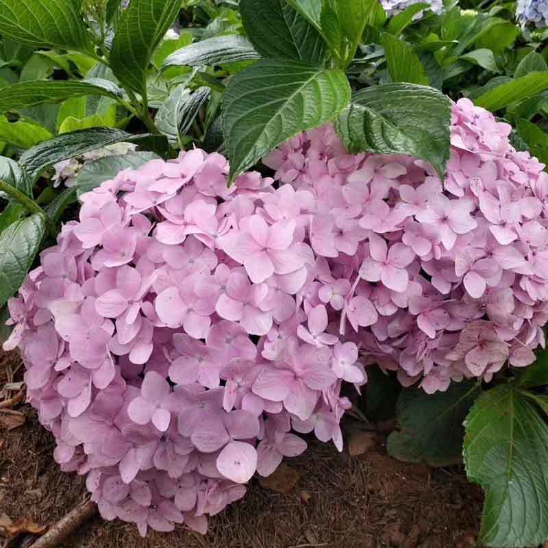 云南绣球花苗四季开花耐寒耐热庭院盆栽花卉无尽夏八仙花小苗批发