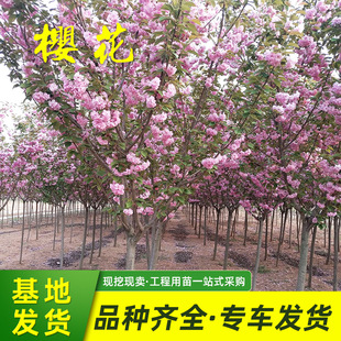 ���ؙѻ����ѻ������Լ޽әѻ�С��ͥԺ�̨�辰�G���ձ��ѻ���