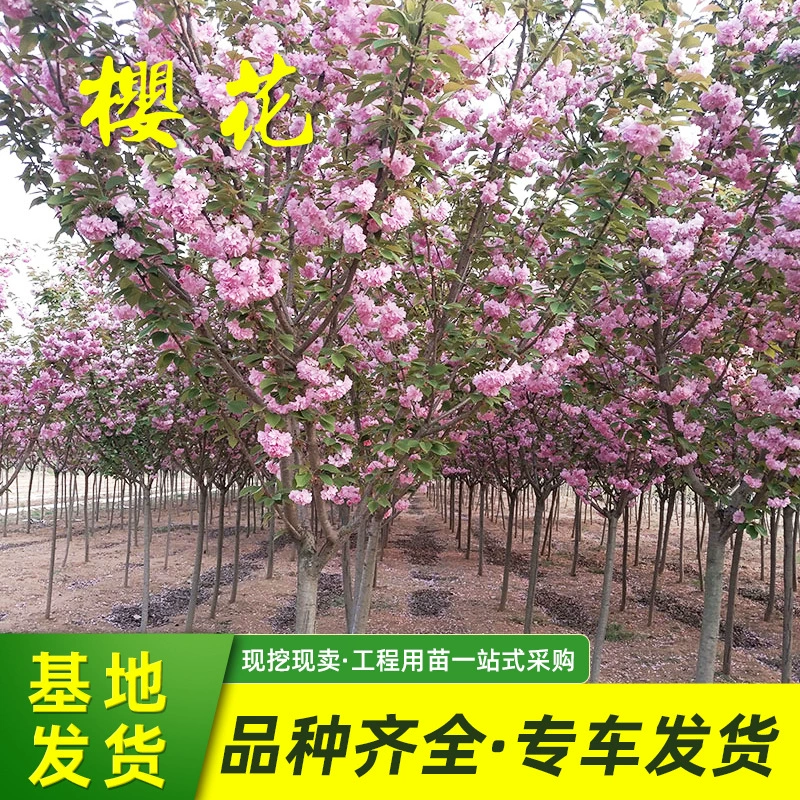 Базовое дерево вишневого цвета Большое дерево вишневого цвета в горшке Прививка вишневого цвета Маленькая чашка Двор Балкон Озеленение бонсай Японское дерево вишневого цвета