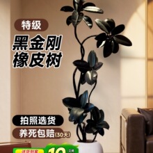 黑金刚橡皮树客厅大盆栽造型室内大型绿植四季好养阳台办公室植物