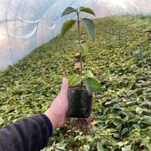 ���ƺ�ɫ��������Aľ����Nֲ���������úڰ�������Ӂ����I�B��