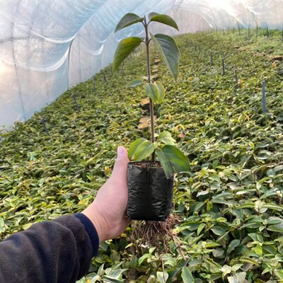 定制黑色育苗袋中华木绣球种植袋苗圃商用黑白育苗袋加仑袋营养袋|ms