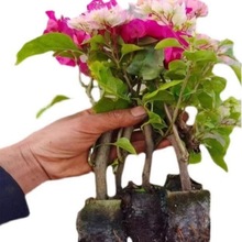 15Ԫ3��  ����÷���Ԏ�����Ʒ�ذ�����÷�绨��ֲ���ļ��_���ڻ�