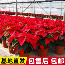 �����}�Q��ֲ���҃Ȼ����������͏d���B�Gֲ�^��ϲ�c��t��