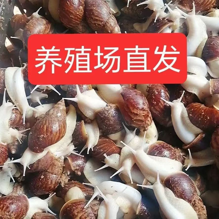 Белые нефритовые улитки живут оптом, домашние улитки свежие и нетоксичные, их можно есть, чтобы студенты могли наблюдать и экспериментировать с белыми нефритовыми улитками.