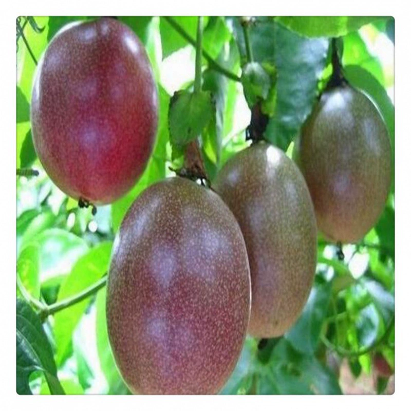 Большое количество оптовых саженцев маракуйи фруктовых деревьев база оптовых маракуйи хорошие цены на выживание низкие годовые фруктовые саженцы