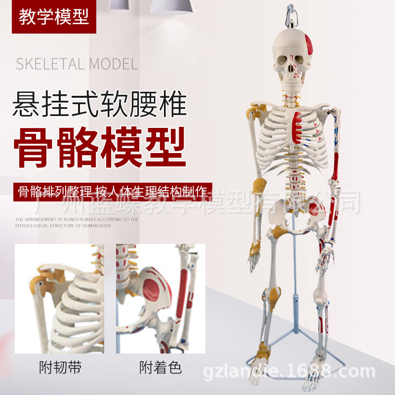 85cm�������������ʹ�����߼�����ɫ�ɲ�жҽѧ�Ǽܴ��������