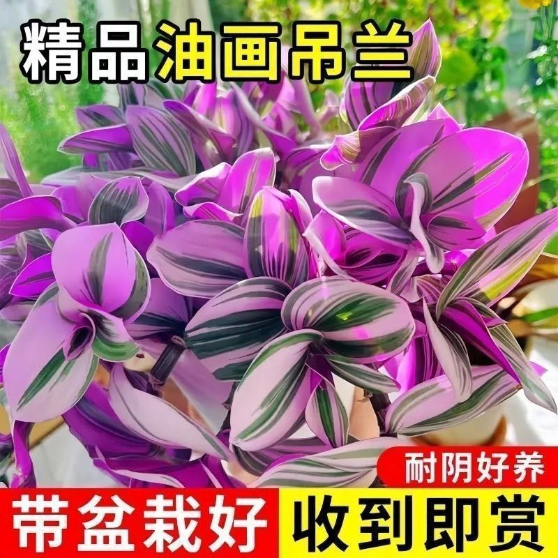 Oil Painting Wedding Spider Plant, Drought-Tolerant, Easy to Maintain, Purifies the Air, Hanging Vine Plant, Blooms in All Seasons for Living Room and Balcony Oil Painting Wedding Spider Plant, Drought-Tolerant, Easy to Maintain, Purifies the Air, Hanging Vine Plant, Blooms in All Seasons for Living Room and Balcony