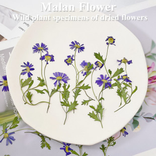 Malan Flower Plant Specimen Embossed DIY Handmade Photo Frame Bookmark Coaster Plate Crafts Aromatherapy Candle Material