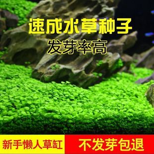 Four Seasons Quick Aquatic Grass Seeds Ecological Fish Tank Water Tank Foreground Lawn Grass Seeds Landscaping Large and Small Leafy Cowgrass Seeds