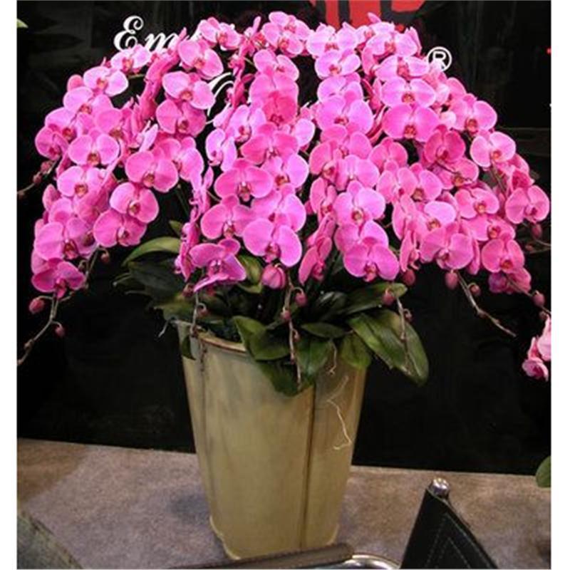 Cuatro estaciones mariposa orquídea plántulas en maceta balcón interior sala de estar flores plantas florecen con flores de maceta original
