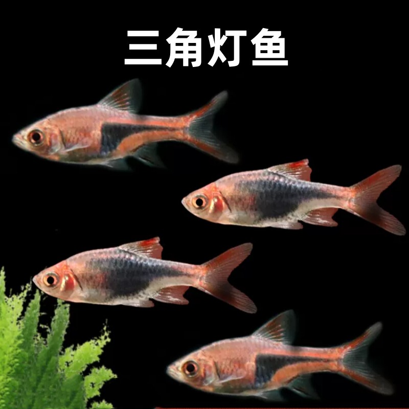 Positive triangle lamp fish living small lamp fish tropical ornamental fish Ziyan triangle lamp fish big triangle Fish Wholesale