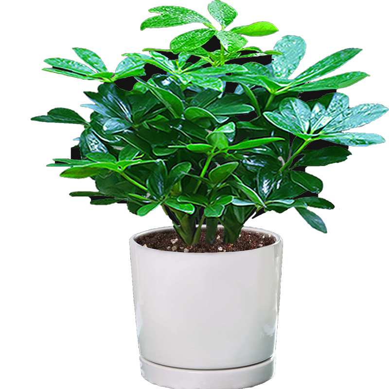 Fortune-Attracting Potted Schefflera Arborvitae Evergreen Tabletop Flower Bonsai Money Tree for Living Room Indoor Formaldehyde Removal