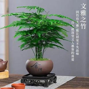 Asparagus Potted Plant, Small-Leaf Red Nan Bonsai Desktop Green Plant in the Living Room and Office, Easy to Maintain, Evergreen All Year Round
