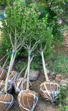 一件代發木槿樹苗耐寒耐熱盆栽庭院綠化重瓣工程苗籬笆苗木棉喇叭