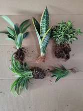 �҃ȾGֲ�����՚� �͏d�k�������滨���ļ��������˺��B��������