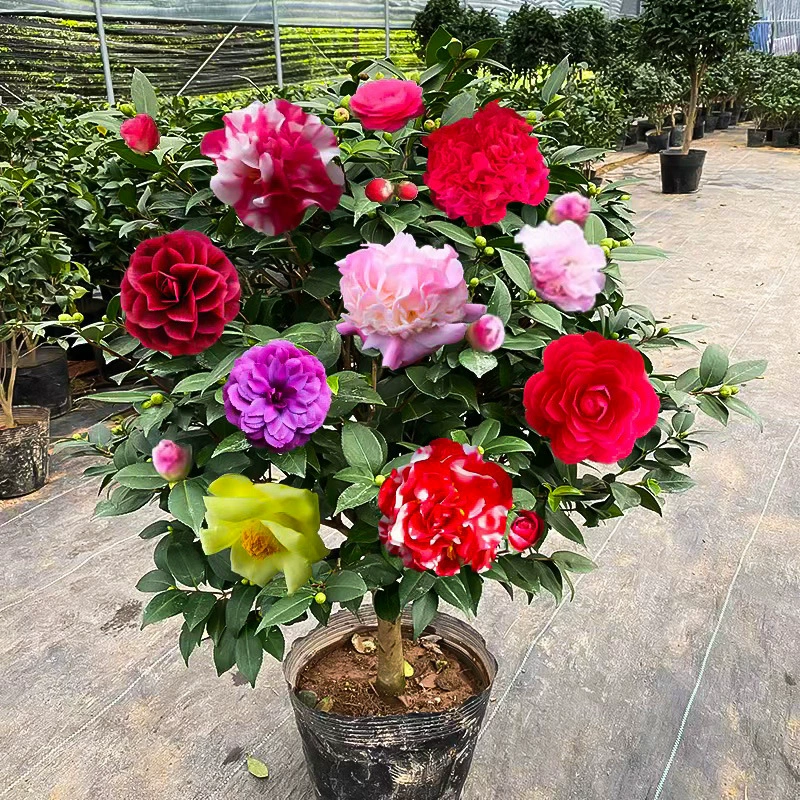 Цветы в горшках Xiangfei Camelium цветут в четыре сезона