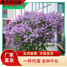 һ�����l���㻨���������̨ͥԺ�����҃����ļ������ͺ�ֲ��W��