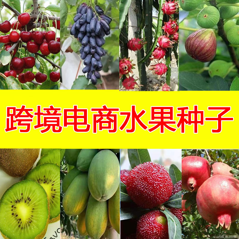 Litchi seeds sell fruit tree seed seed seed lychee seeds longan…