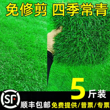 草坪草籽四季常青护坡狗牙根马尼拉地毯草种庭院绿化黑麦草皮种子