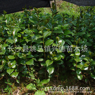 Wholesale Camellia Seedlings, Hunan Camellia Saplings, Potted Camellia Varieties, Pure, Bright Red Flowers, High Survival Rate
