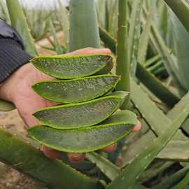 库拉索芦荟盆栽 植物苗灌肤食用 室内食用新鲜喜阳净化空气盆栽