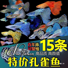 孔雀鱼活物纯种观赏鱼宠物鱼淡水小型鱼热带鱼苗好养耐活金鱼