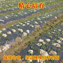 正宗临海涌泉早熟蜜橘苗无核橘子树苗嫁接无籽柑橘桔子苗当年结果