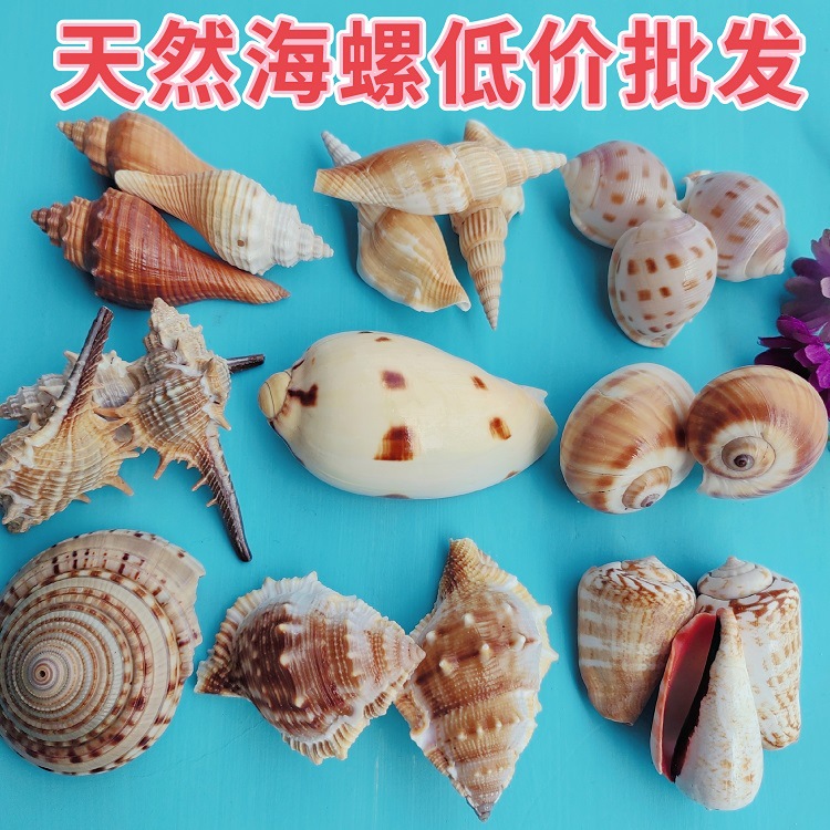 天然海螺贝壳海星寄居蟹替换壳水族箱造景漂流瓶配饰材料低价批发