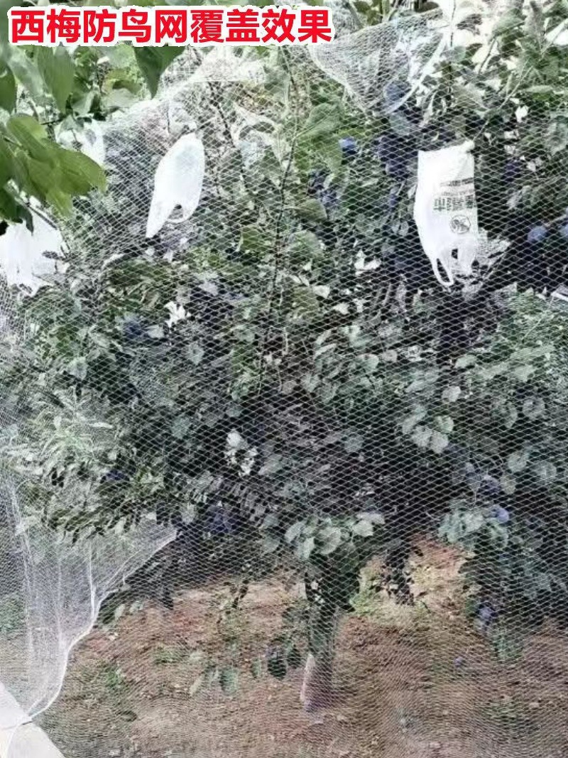 果树防鸟罩嘉宝果樱桃果园大棚鱼塘天网阳台菜地防护网尼龙防鸟网