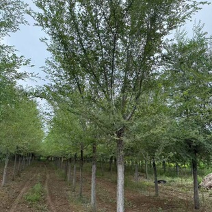 �ͺ����ܘ��� ���� ���~���� �l��G�����~��  ���~���� ���~�ܾG