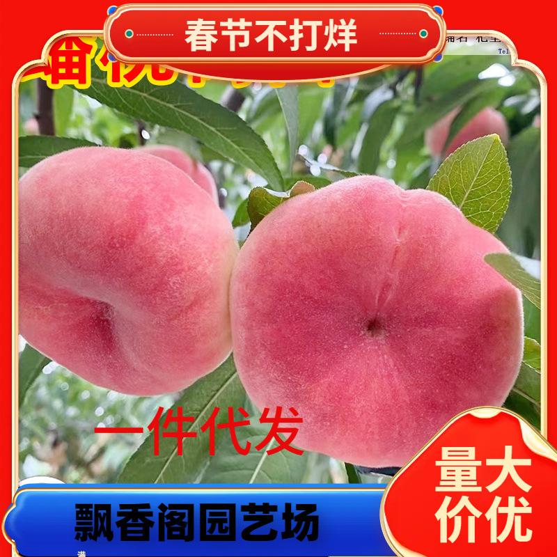 一件代发大蟠桃树果苗南北方庭院地盆栽嫁接早熟晚熟桃子苗树带土