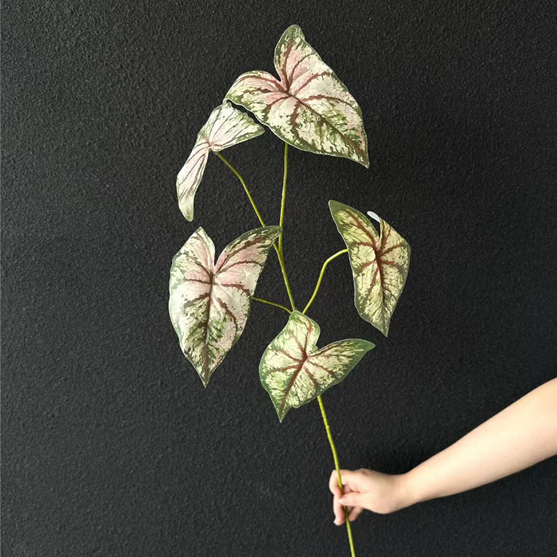 다채로운 토란 잎 - 가을 녹색