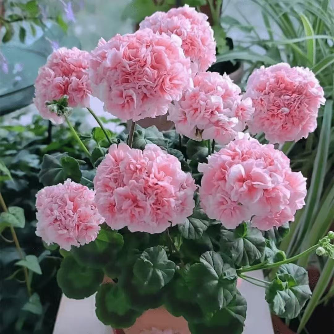 20 geraniums